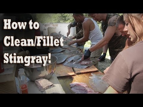 How To Clean / Fillet a Stingray for cooking / eating!