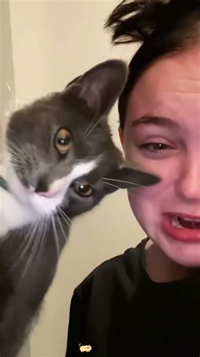 Demon cat 🐱 #cat #funny #funnycat #catlover #fyp