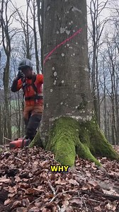 22K views · 54 reactions | The Art Of Felling A Safe Tree Cutting Guide #TreeFelling #ArboristSkills #NatureManagement | YNP Media | Facebook