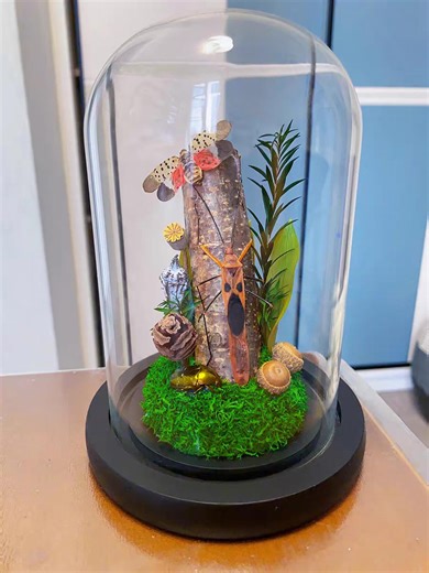 Red Stink Bug (lohita Grandis) - Insect Specimen Display With Butterflie in Glass Dome, for Artwork Taxidermy Art Insect Collection - Etsy