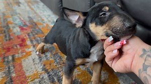 Bull Terrier puppy for sale