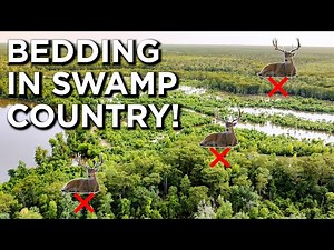 Deer Bedding Areas In Flat Swamp Country!
