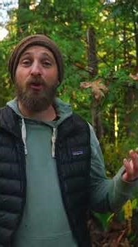 Evergreen Medicine: Easy Ways to Use Them