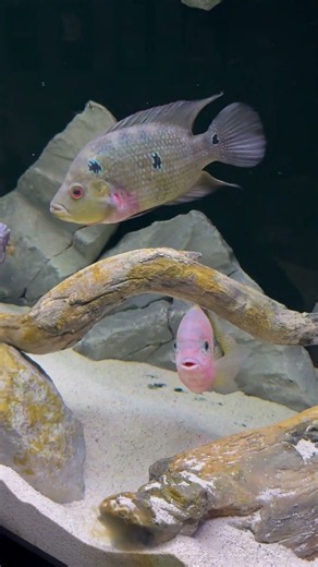 220g Central American Cichlid Tank