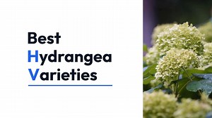 Best Hydrangea Varieties for Your Garden