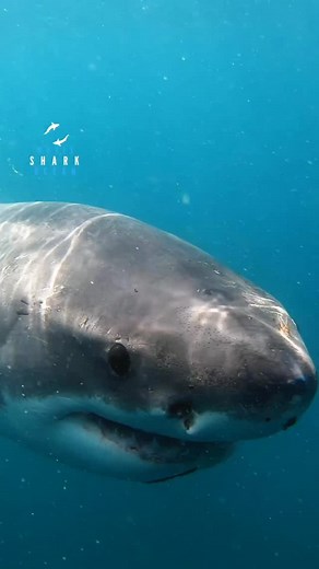 3.7K views · 9.3K reactions | Young Great White Shark - https://www.amazon.com/dp/B0FKCWXBRT?maas=maas_adg_27FCC7CB69E78DB2AACED1CF90C4A466_afap_abs&ref_=aa_maas&tag=maas | White Shark Ocean | Facebook