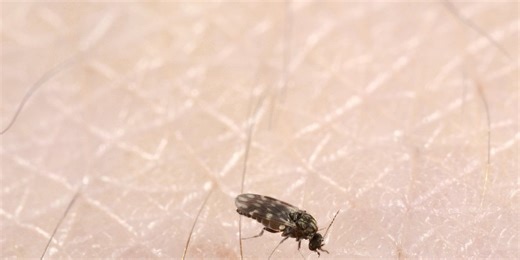 No-see-ums bug South Dakota this fall