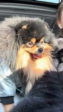 Shines in the eyes😂🥰❤️ #dog #nyusha #spitz #cute #puppy #sun #peter #dog