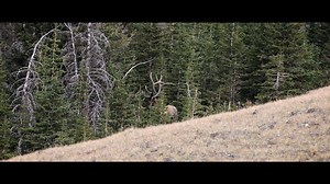 The Western Hunter is BACK for season VIII. Tell your friends, it's gonna be a good one. JUN 29th at 6:30 PM MST | The Western Hunter TV