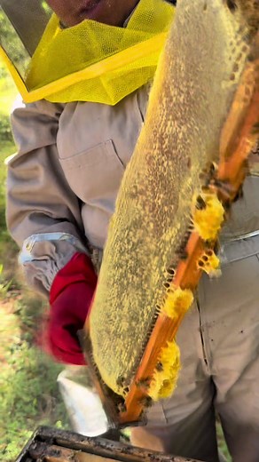 Aprendiendo sobre las abejas y su importancia ecológica
