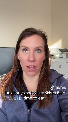 Cat abscess! Ouch! What to look for and how we treat! #veterinarian #vet #vetmed #petlover #cat