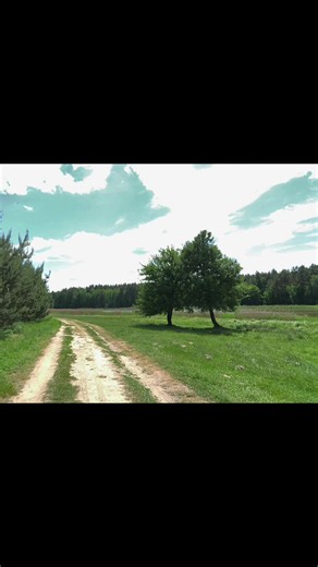 Do you like this style of video? #141 #foryou #nature #summer | Nature