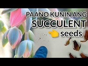 Harvesting Succulent seeds Explained | Pollinating Succulents and seed Propagation