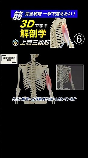 Training tips to tone your upper arms [Complete guide] Learn the structure and function of your t...