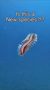 5.7K views · 284 reactions | Meet the Fireworm  #didyouknow #funfact | Daimneab TL1 | Facebook