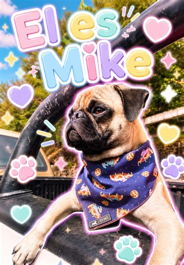 Les comparto un poco la historia de Mike, que fue el primer pelón que llegó a casa gracias a @Pug Ceviche mi hermano🫶🏻🐶🫢 Quieren conocer a los demás pelones? 👀 #pug #mascotas #fyp #chismesito #storytime