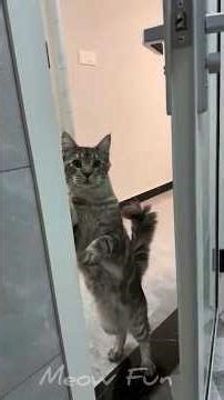 Proof That Cats Are Actually Crazy 🤯🐈 #funny #catvideos #catshorts #cat #meowfun