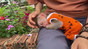 4K views · 259 reactions | Baby monkey ZIM is polite when strangers give food - Zim Family | Zim Family | Facebook