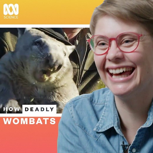 1.2M views · 837 reactions | Wombats are cute, but what about when they attack? | ABC Science | Facebook