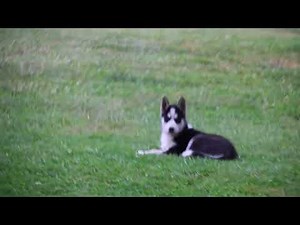 Siberian Husky Puppy For Sale