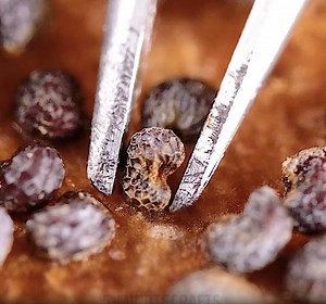 298K views · 194 reactions | Boring things turn fascinating, just look close and listen  ASMR | 5-Minute Crafts Men | Facebook