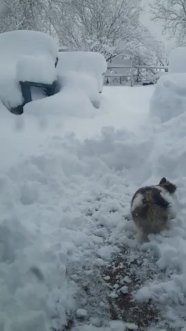 18K views · 276 reactions | 3-month-old Toby loving the snow! (Video: Randy) | WRGB CBS 6 News, Albany | Facebook