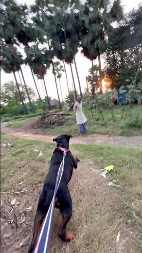 Rottweiler’s Deadly Speed Attack — Rambabu Left Speechless 😱 #AggressiveDog #rottweiler #DogAttack