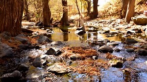 Las Musas, paraíso escondido en Manuel Doblado, Guanajuato