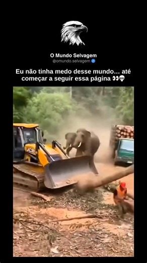 O Mundo Selvagem on Instagram: "Os elefantes são os maiores animais terrestres existentes e se destacam por seus corpos massivos, orelhas grandes e trombas longas e extremamente versáteis. Pertencentes à família Elephantidae, existem três espécies reconhecidas: o elefante-africano-da-savana, o elefante-africano-da-floresta e o elefante-asiático. A tromba é, talvez, sua característica mais impressionante. Ela possui cerca de 150 mil unidades musculares, o que permite realizar tarefas que vão desd