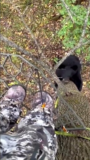 Bear Scare: Wisconsin hunter has close encounter with black bear while in a tree stand hunting deer