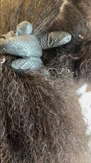 Nit removal l lice eggs