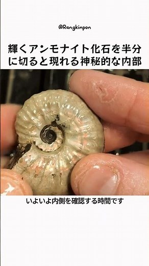 輝くアンモナイト化石を半分に切ると現れる神秘的な内部
