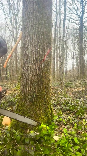 5.8K views · 25 reactions | How to take down a huge cedar tree using husqvarna 598xp chainsaw | Ristorante pizzeria trattoria Celestino | Facebook