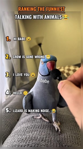 Ranking The Funniest Talkings with Animals 😂😂 ... #funny #ranking #talkinganimals #shortsfeed