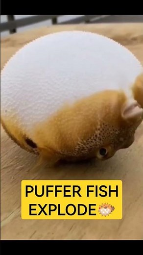 PUFFER FISH EXPLODE🐡fish Defense mechanism😱 #shorts #youtubeshorts #pufferfish #shortvideo #viral