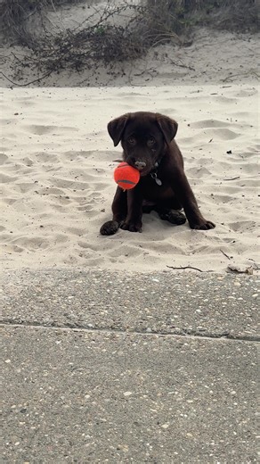 #labradorretriever #puppy #dogsoftiktok @Chuckit Fetch Games #chocolatelab