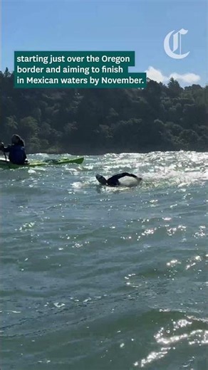 California swimmer begins unprecedented 900-mile swim down the coast