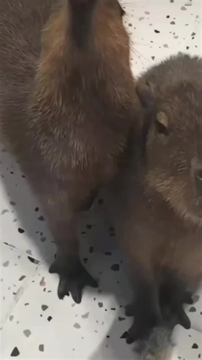 #capybaratiktok #capybara #Capy #fyp