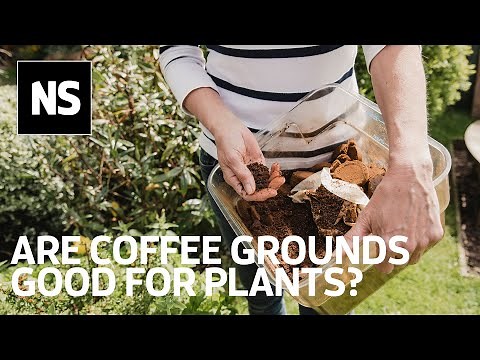 Are coffee grounds good for plants?