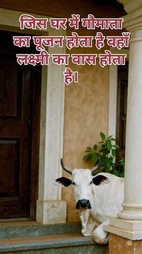 gomata video 115 -- Cows have a strong digestive system.