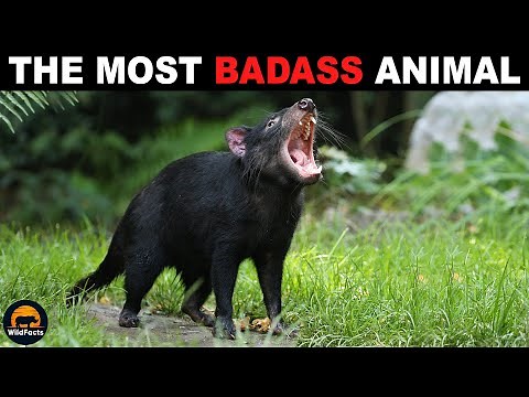 Tasmanian Devil – The Most Badass Animal in the World