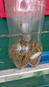 Ose su u ovo doba godine na vrhuncu svojeg biološkog razvoja. Puno su jače i agresivnije od pčela i sposobne su ulaziti u slabije košnice i krasti med pokraj pčela do te granice da doslovno isprazne košnicu. Obično ne provodim ovakve drastične mjere smanjenja njihovog broja (jer su uglavnom korisne pošto su prirodni čistači) ali ovaj puta sam morao. Ovo je količina osa ulovljena u samo pola sata jutros #oseipčele#zamkezaose#trapule | Pčelarstvo Dragoslavić-cres otok meda