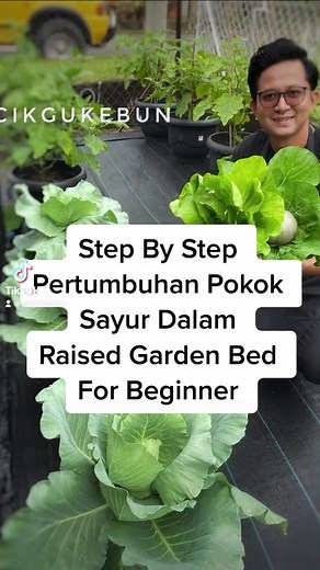 15K views · 615 reactions | Tips Tanam Sayur Untuk Beginner Dalam Raised Garden Bed | Mohd Syafiq Ahmad Khasasi | Facebook