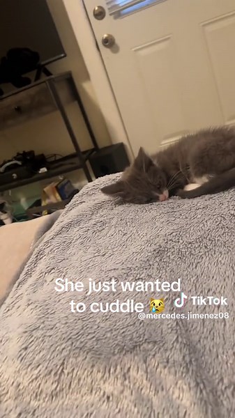 Adorable Cat Cuddle Moments on TikTok