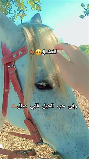 Vidéos de Dou dou🎀❤ (@princess111e) avec الصوت الأصلي - 𝑇𝑜𝑟𝑎𝑏