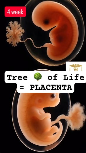 Tree 🌳 of life = Placenta