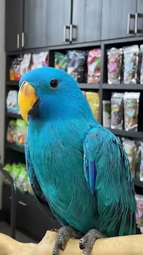 BLUE ECLECTUS PARROTS AFTER THEIR BATH!