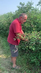 10K views · 235 reactions | Free Berries, Free Entrance this weekend only! Enjoy this great opportunity to experience U-pick this season. Please bring your own buckets or buy an empty bucket here for $2/ea | Saskatoon Farm | Facebook