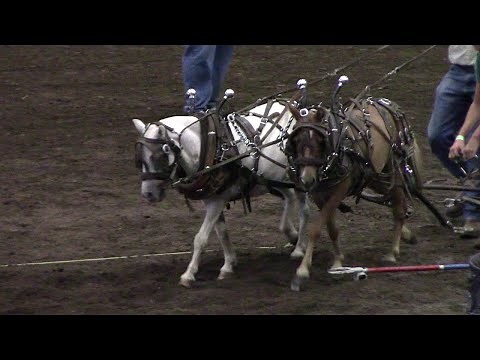 Pony Pull Competition At Missouri State Fair