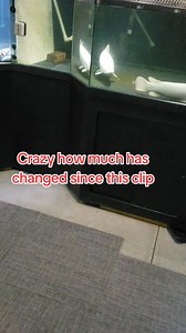 id say weve been rocking the monster fish game for decades now #fish #aquarium #monsterfish | Ohio Fish Rescue